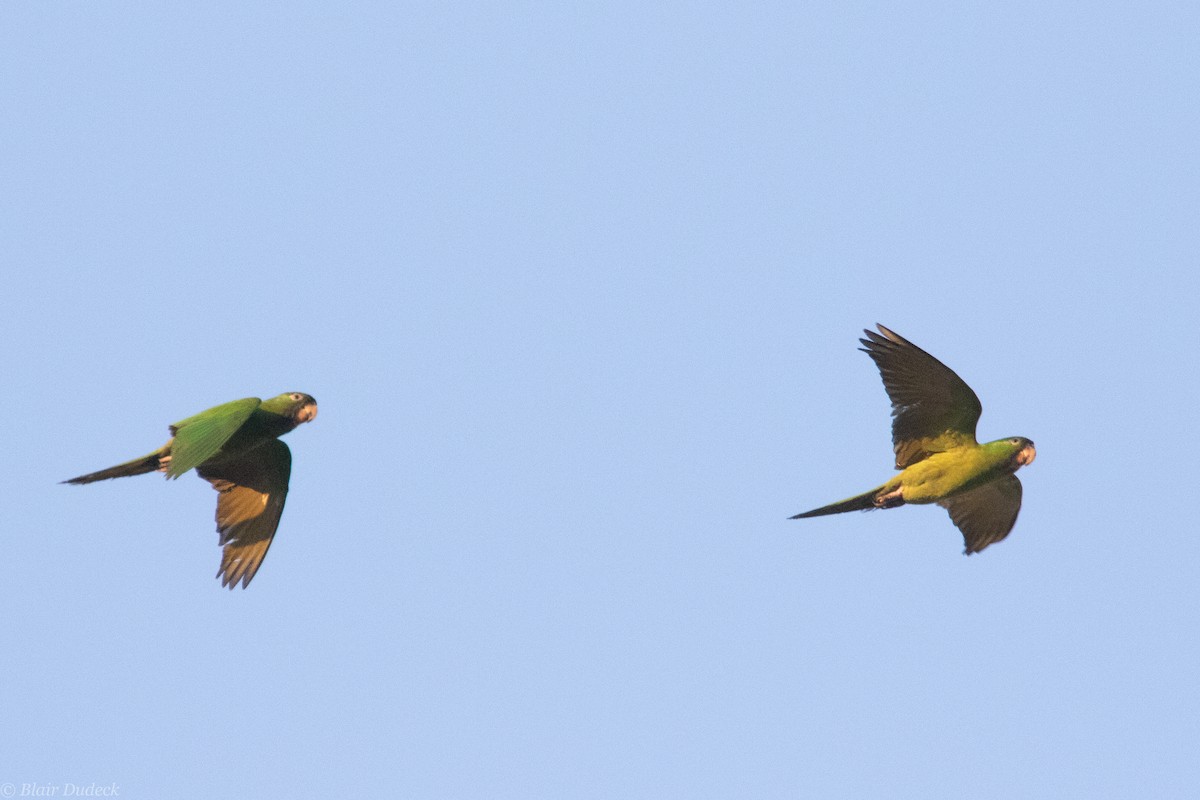 Meksika Yeşil Papağanı - ML225999131