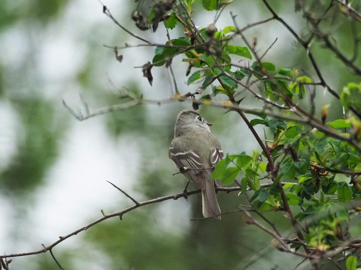 Hammond's Flycatcher - Scott Ramos