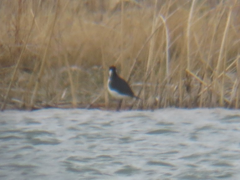 Black-necked Stilt - ML225999911