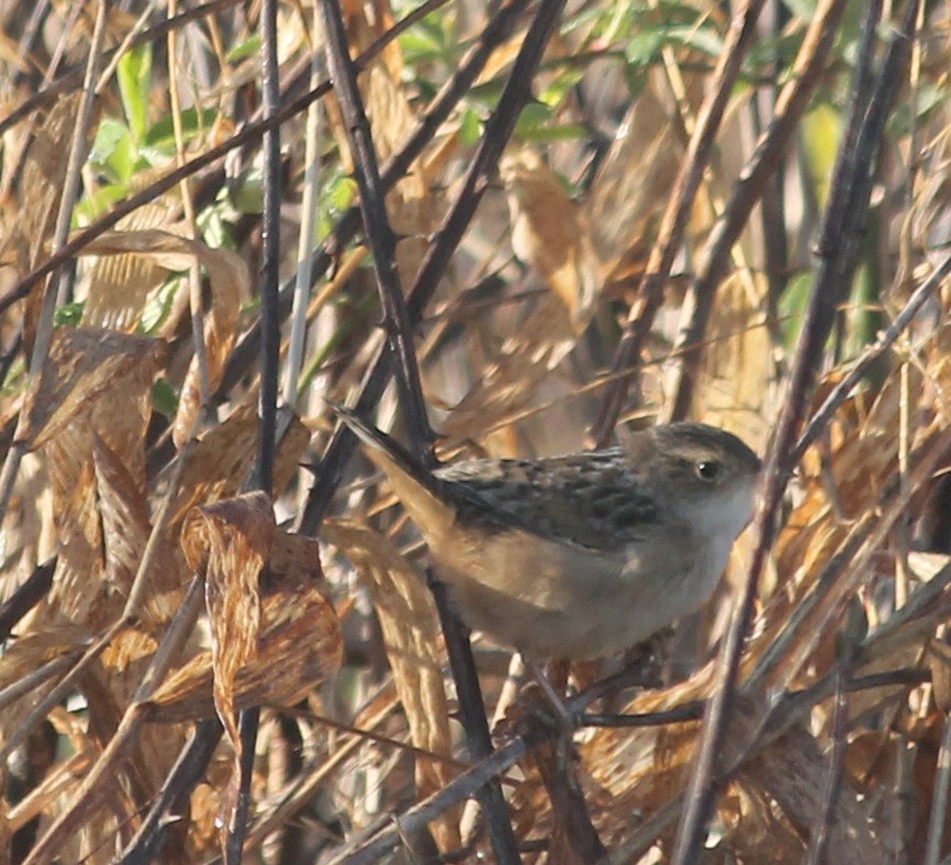 Sedge Wren - ML225999931