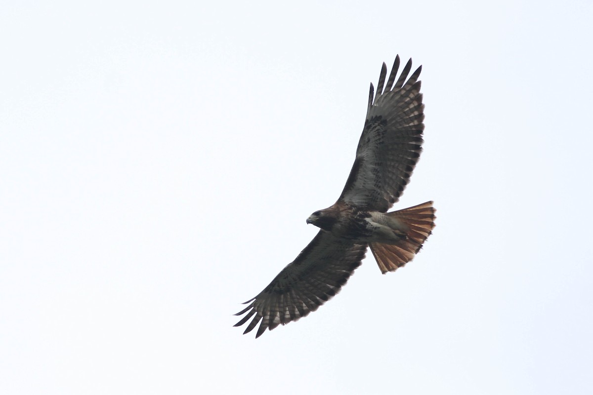Red-tailed Hawk (jamaicensis) - Alex Lamoreaux