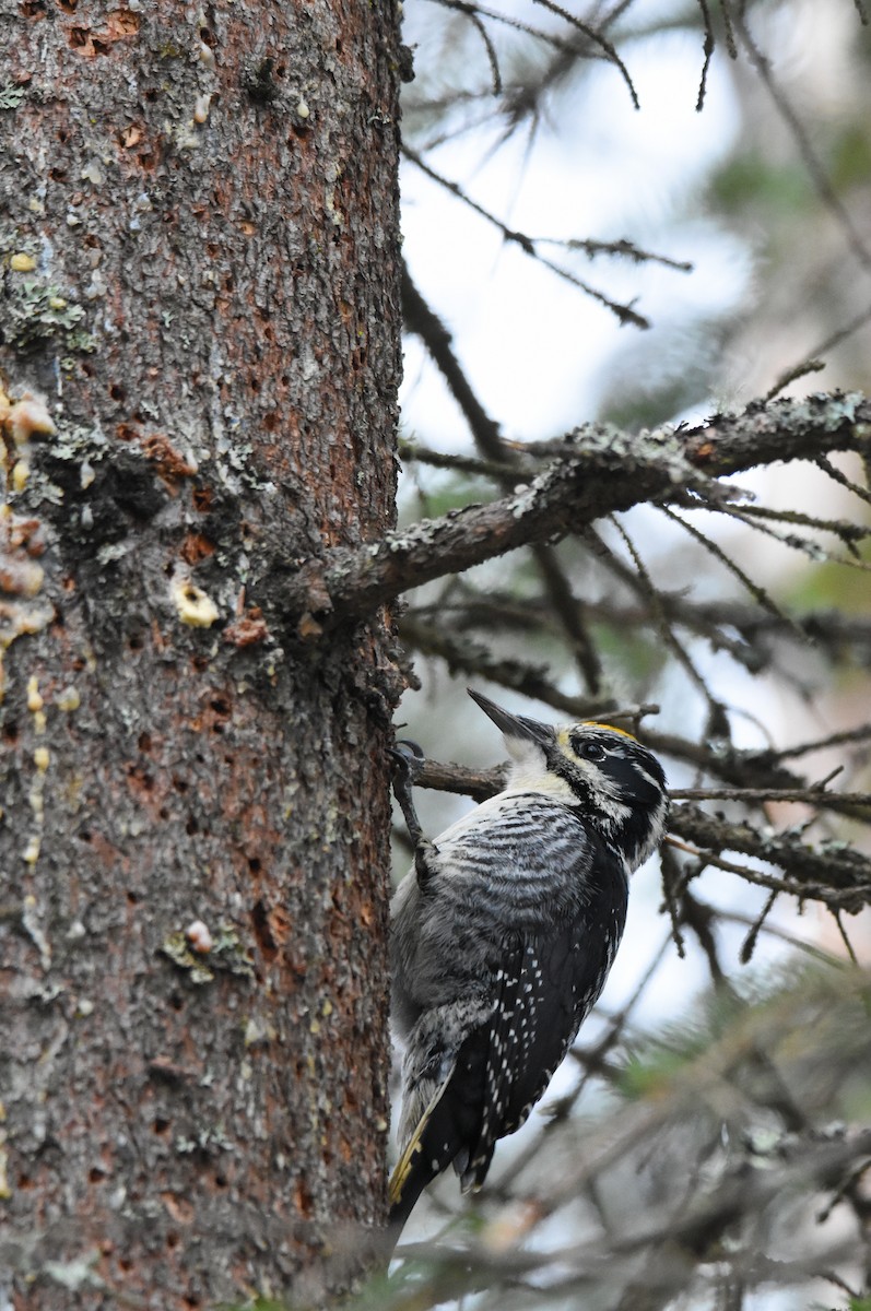 American Three-toed Woodpecker - ML226001851