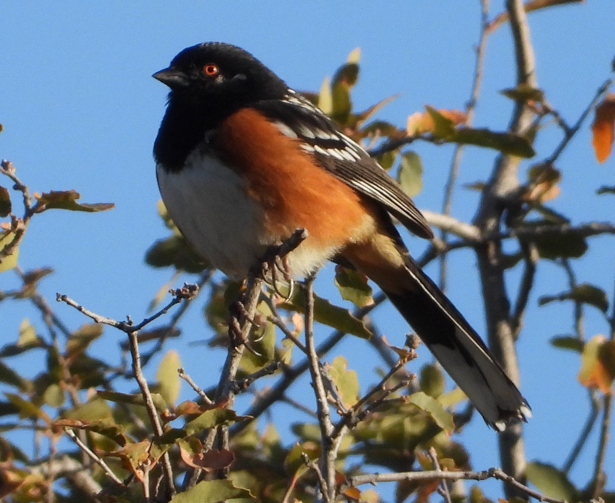 Spotted Towhee - ML226004061