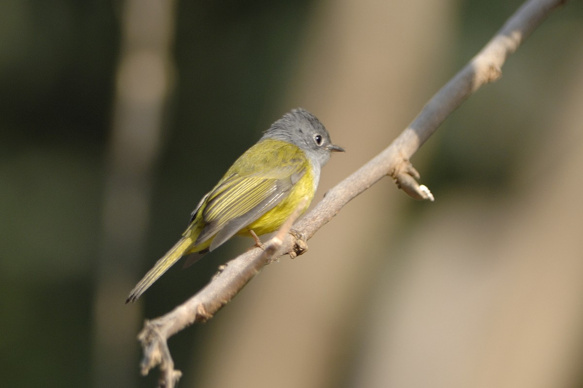 Gray-headed Canary-Flycatcher - Rudolf Koes