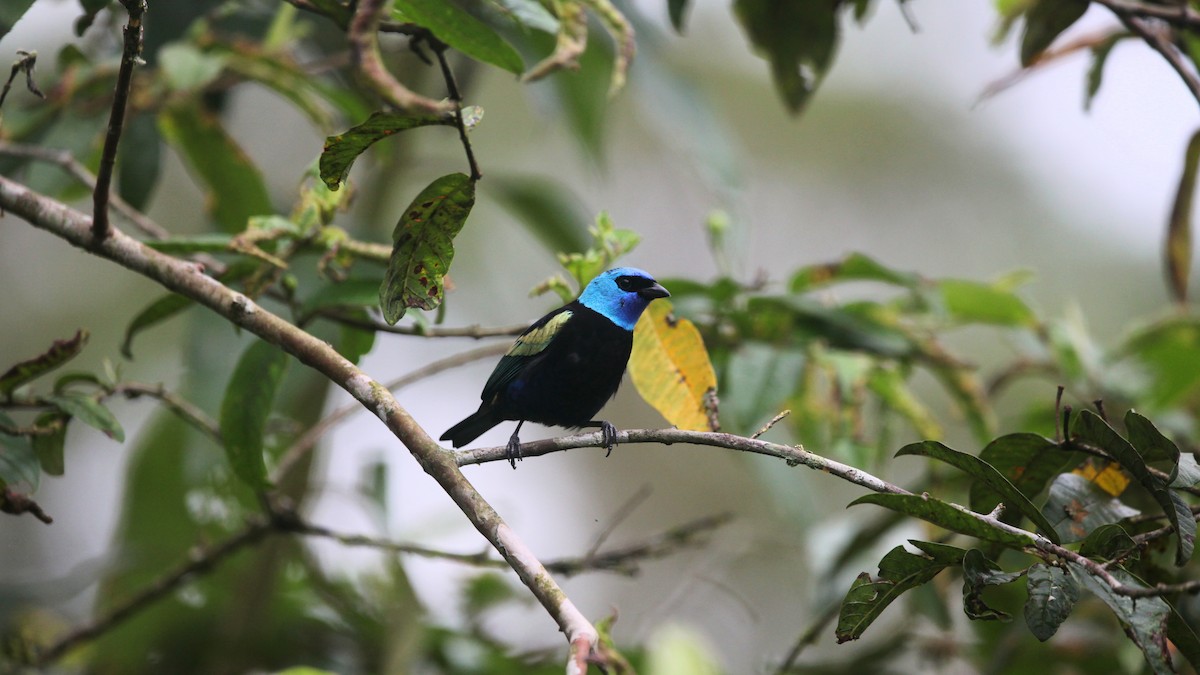 Blue-necked Tanager - jorge flores