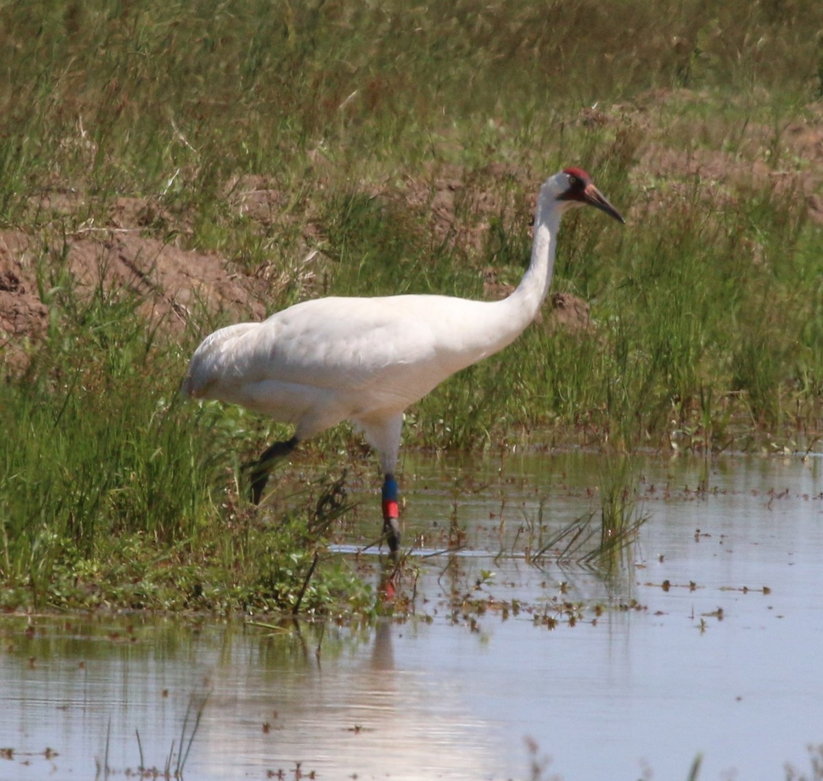 Whooping Crane - ML226009711