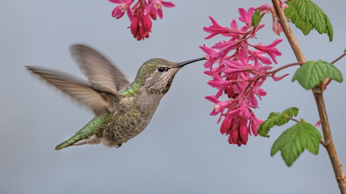 Anna's Hummingbird - Mason Maron