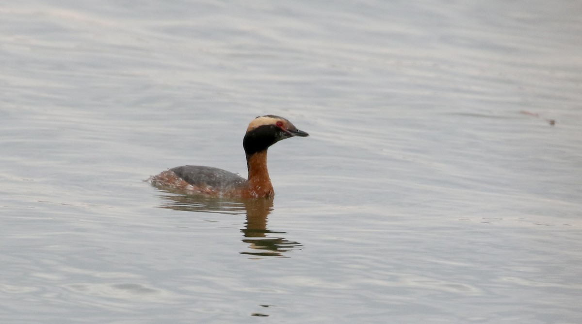 Horned Grebe - ML226010741