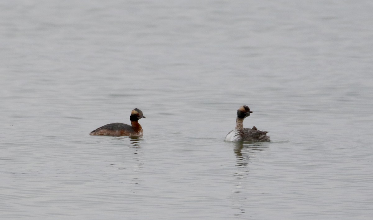 Horned Grebe - ML226010771