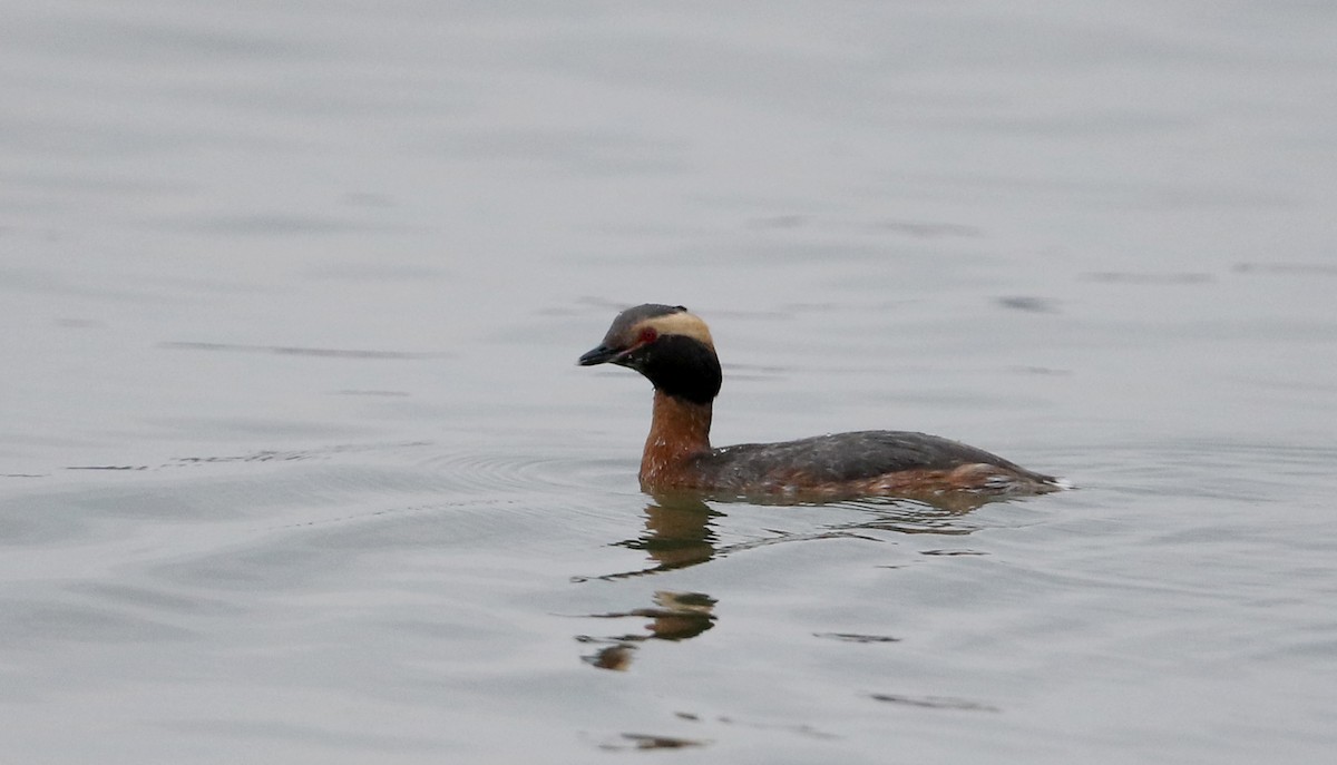 Horned Grebe - ML226010791