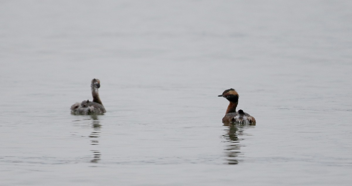 Horned Grebe - ML226010811