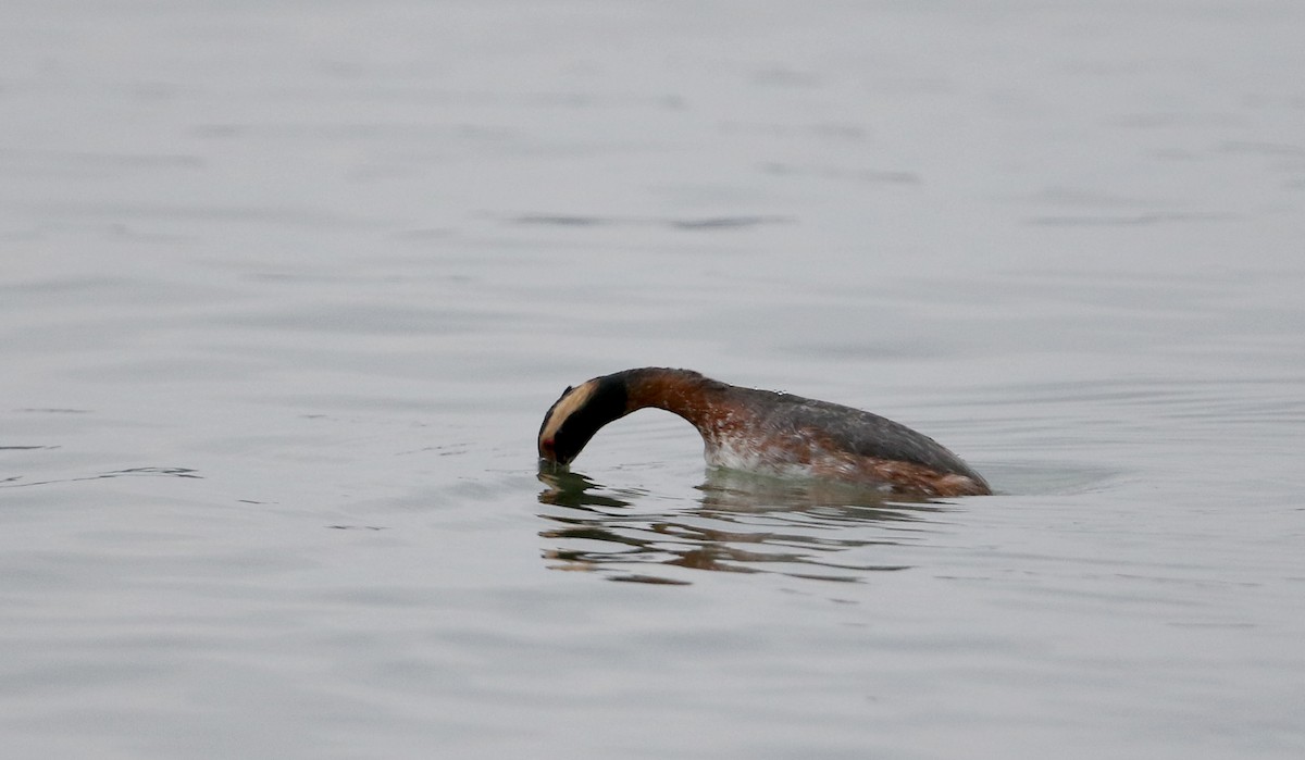 Horned Grebe - ML226010851