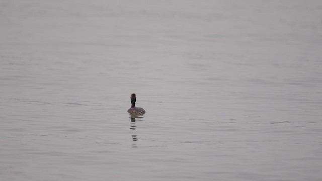 Horned Grebe - ML226013201