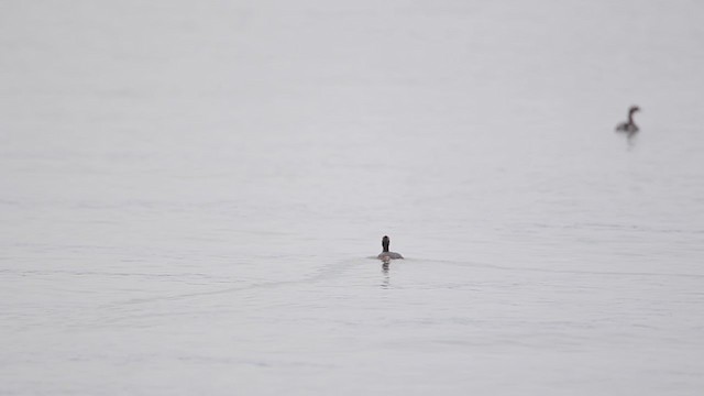 Horned Grebe - ML226013761