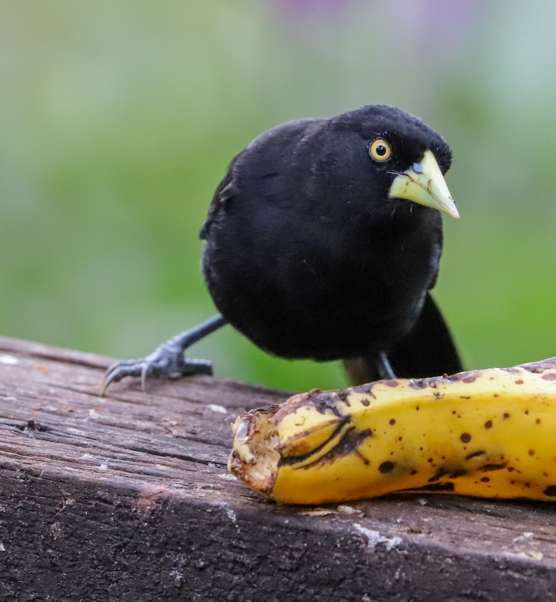 Yellow-billed Cacique - ML226015721