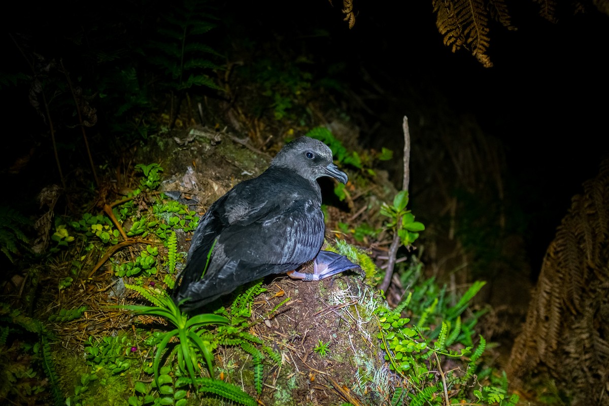 Magenta Petrel - ML226017451