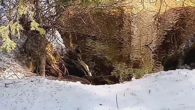 American Dipper - ML226019731