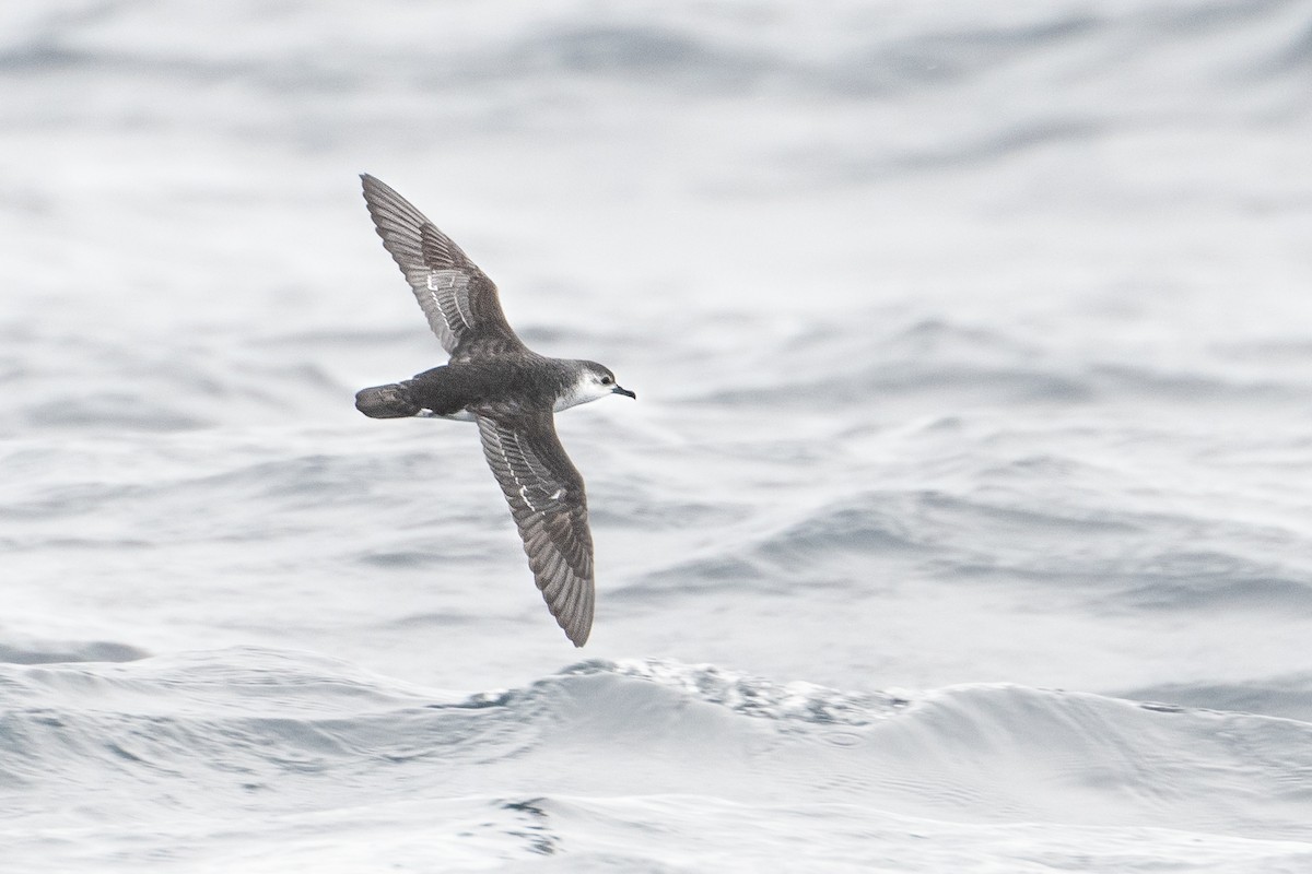 Little Shearwater - Edin Whitehead