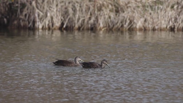 American Black Duck - ML226021141