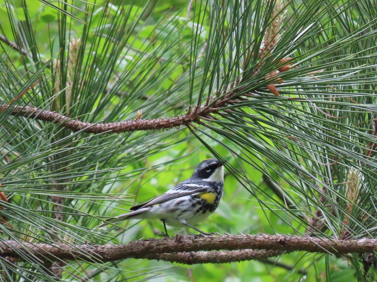 Yellow-rumped Warbler - ML226021481