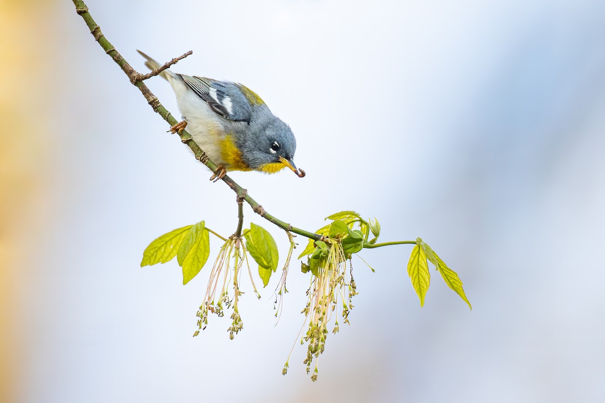 Northern Parula - Ryan Sanderson