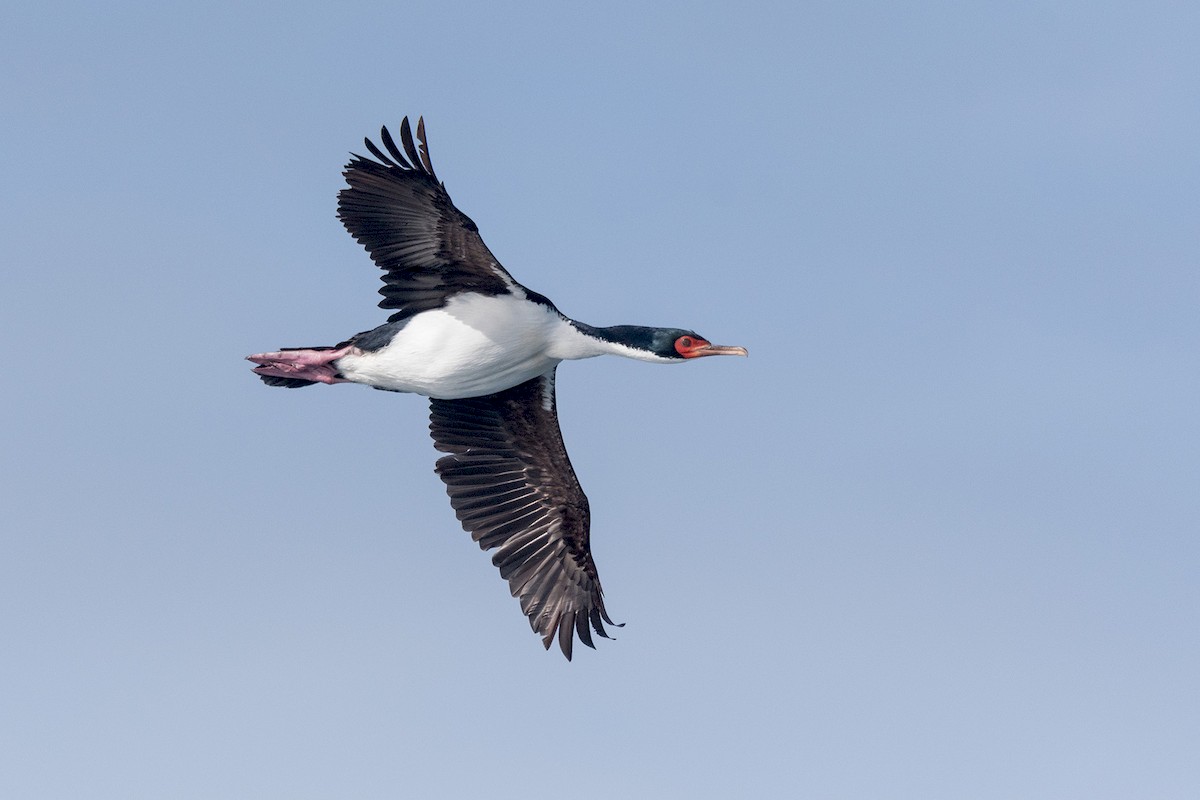 Bounty Islands Shag - ML226022451