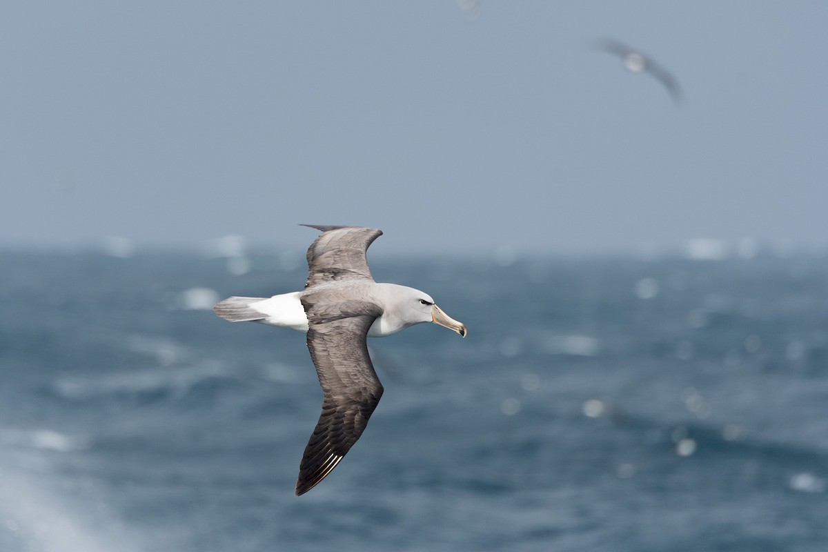 Salvin's Albatross - ML226022621