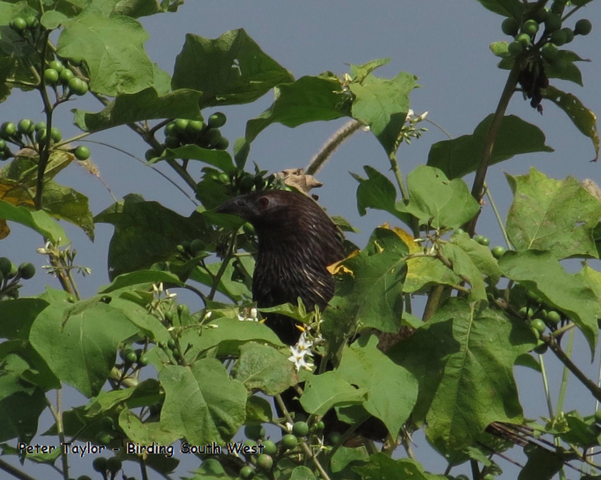 fasansporegjøk (phasianinus gr.) - ML226027431