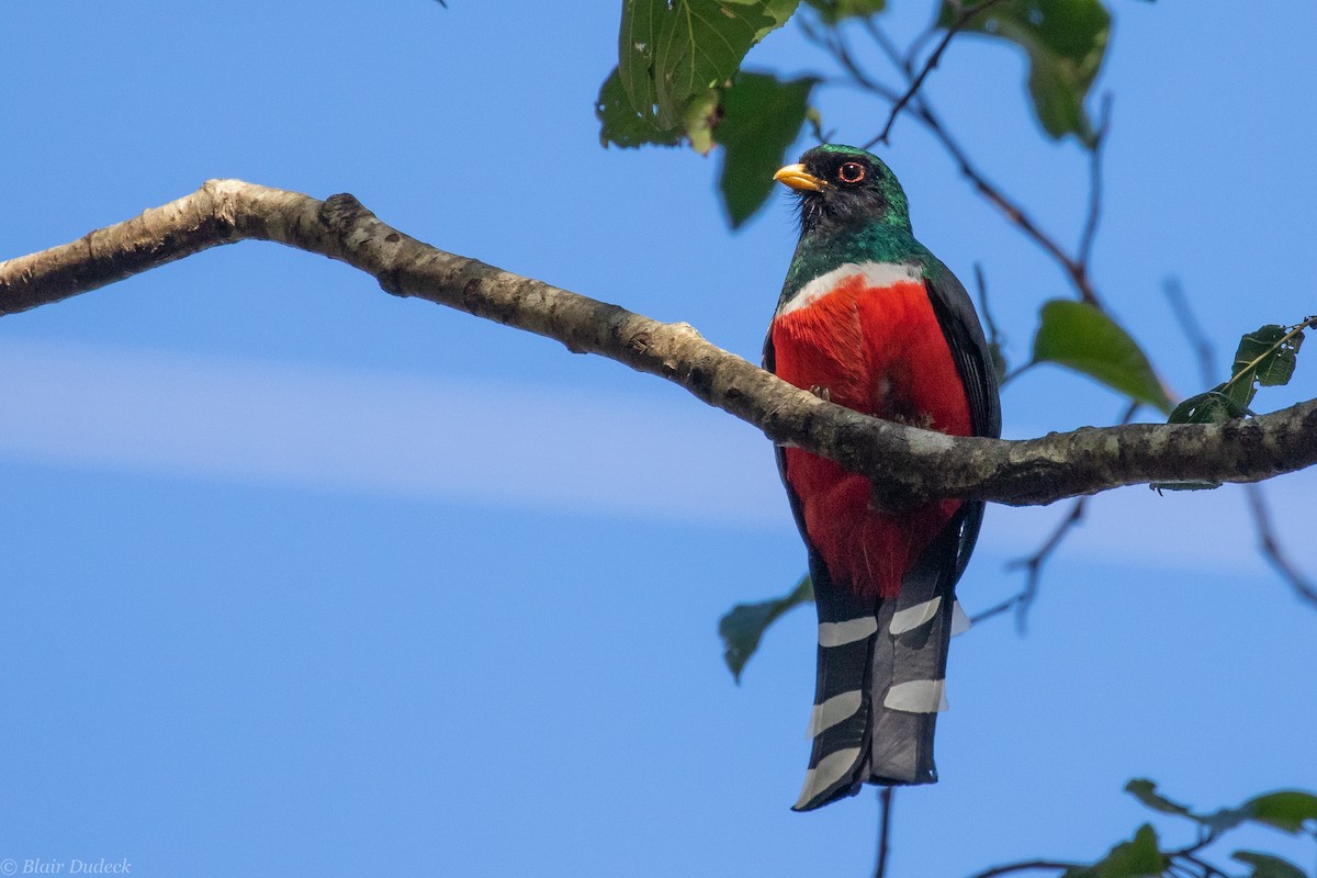 Mountain Trogon - Blair Dudeck