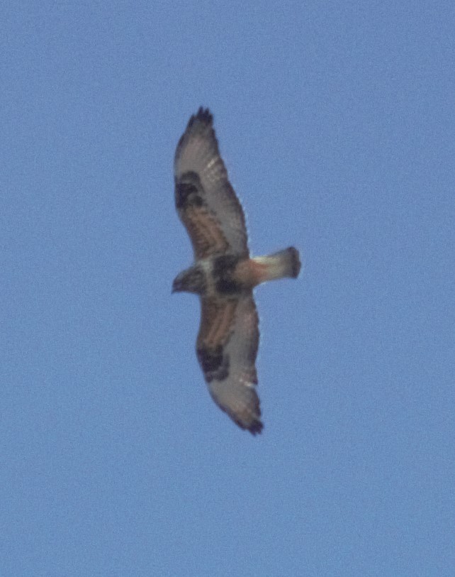 Rough-legged Hawk - Alec Olivier