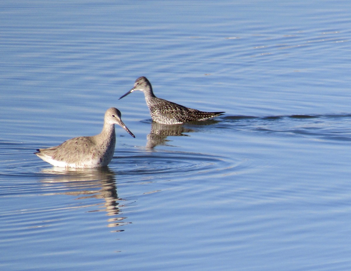 Willet - ML226032831