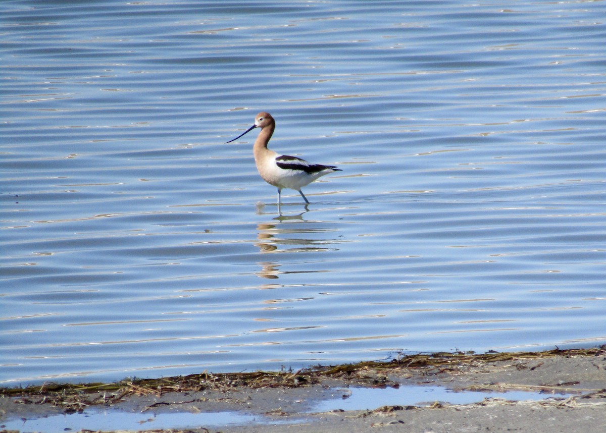 Avocette d'Amérique - ML226033001