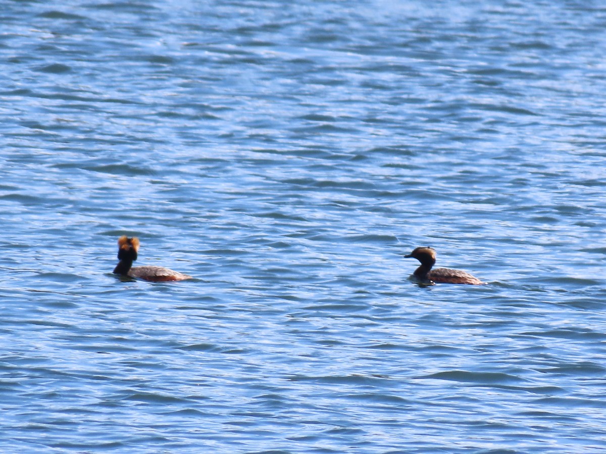 Horned Grebe - ML226033081