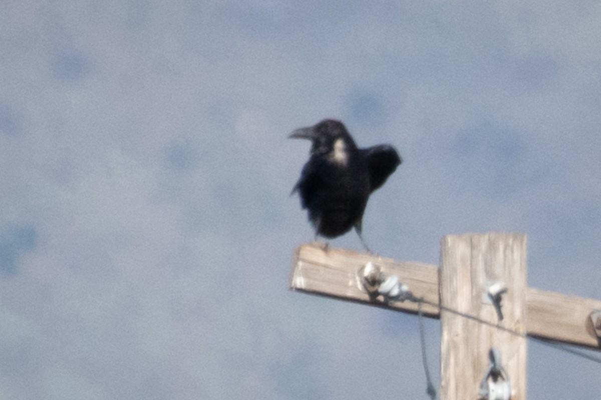 Chihuahuan Raven - ML226033951