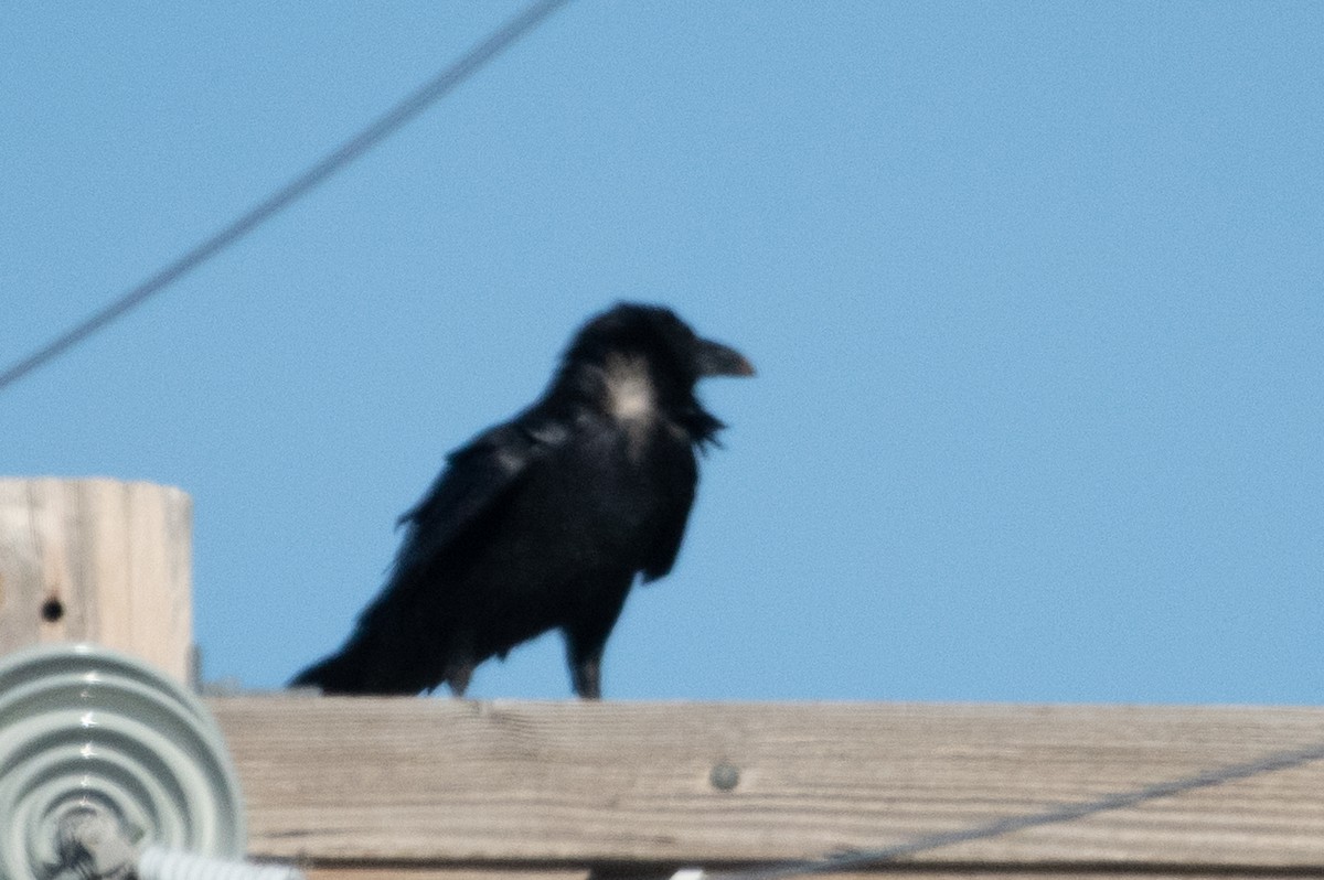 Chihuahuan Raven - ML226033981