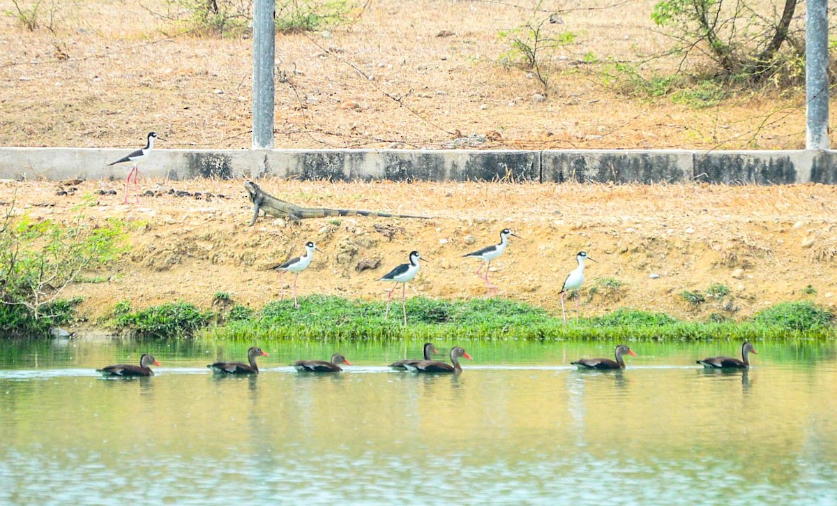 Black-bellied Whistling-Duck - ML226034941