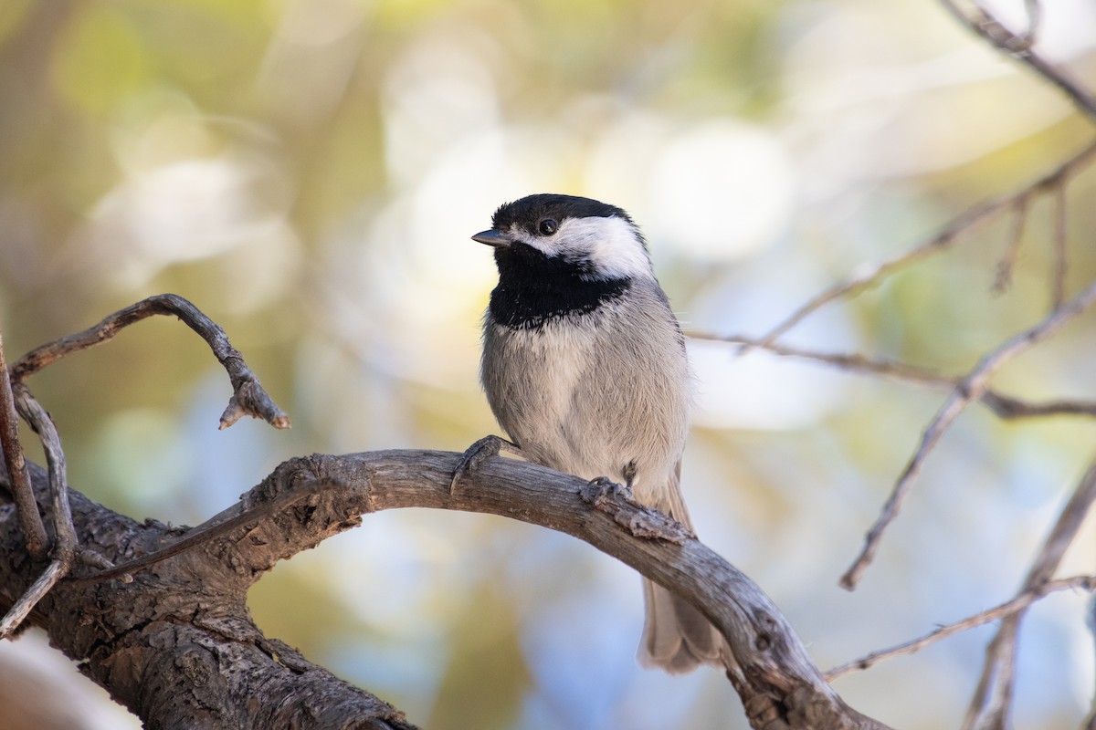 Mexican Chickadee - ML226034981