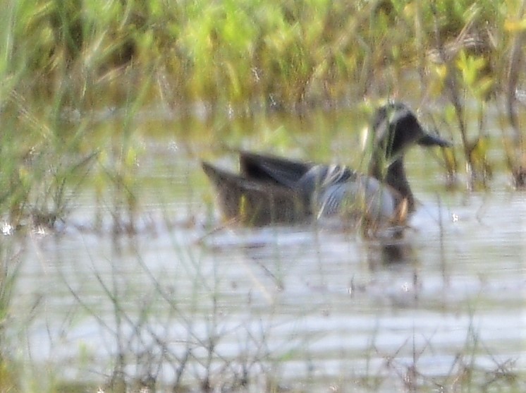 Garganey - ML226035311