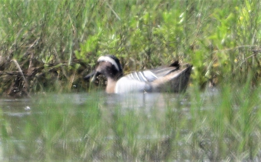 Garganey - ML226035381