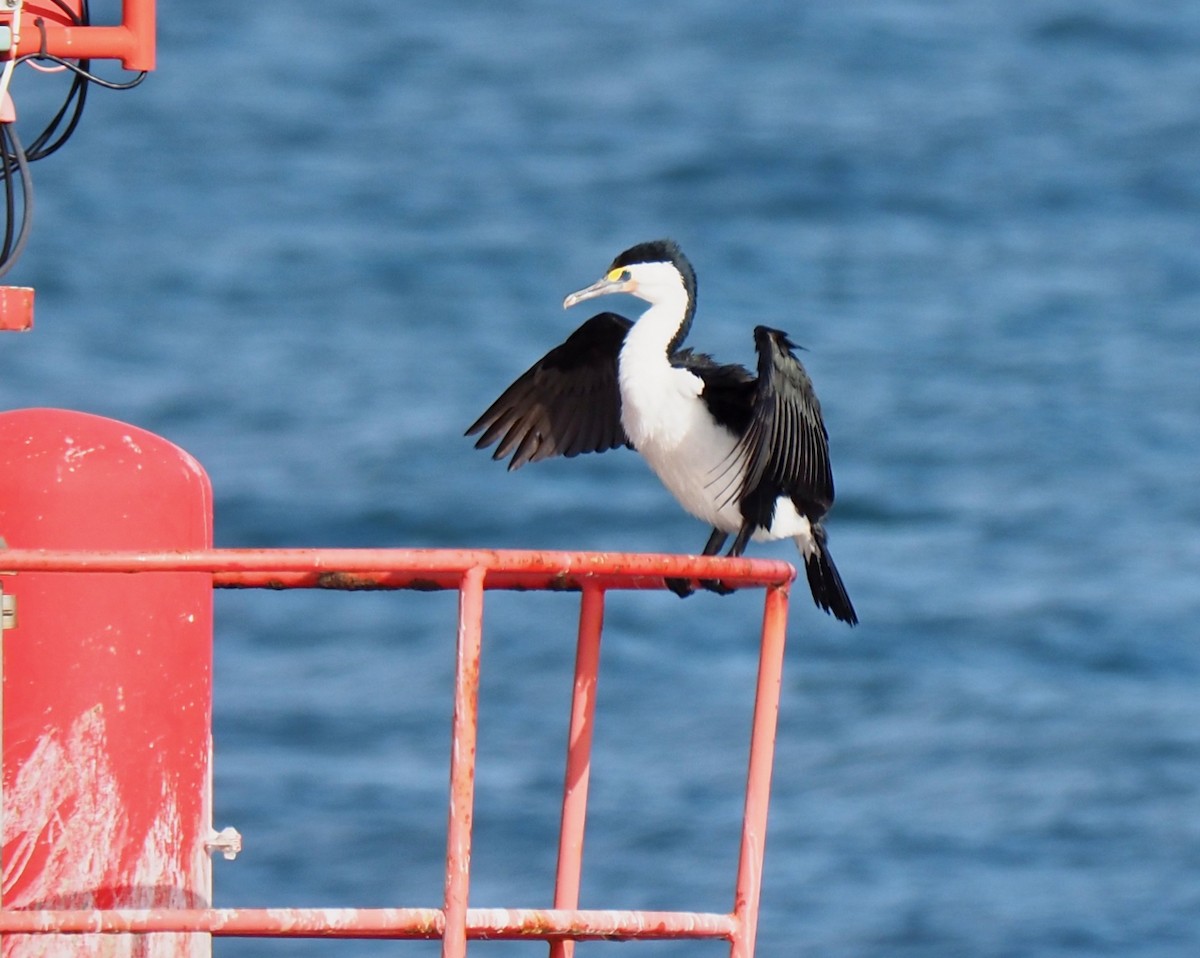 Pied Cormorant - Ken Glasson