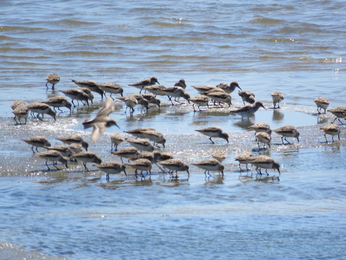 Western Sandpiper - George Chrisman