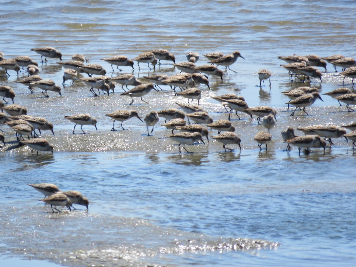 Western Sandpiper - ML226036961