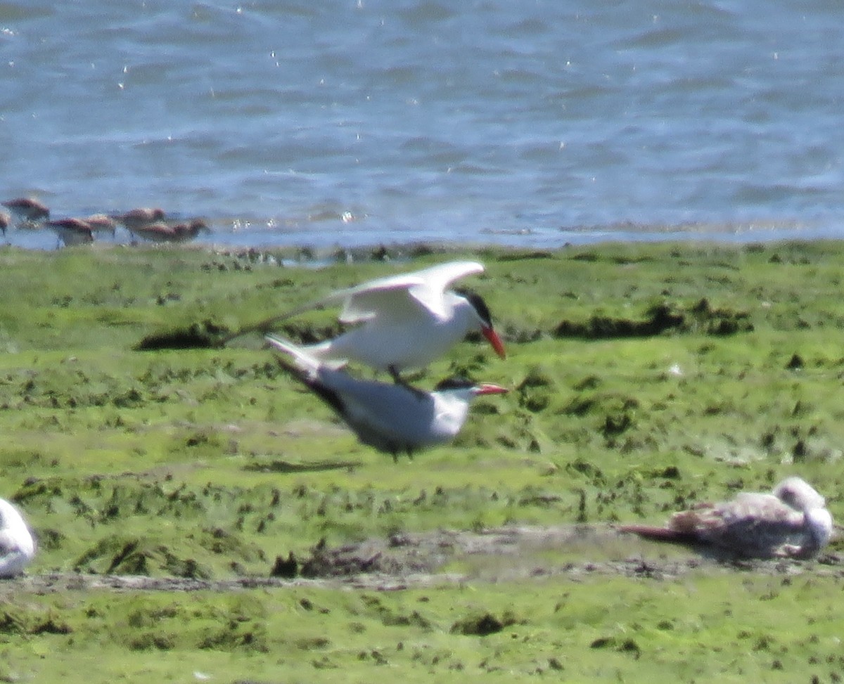 Caspian Tern - ML226036991