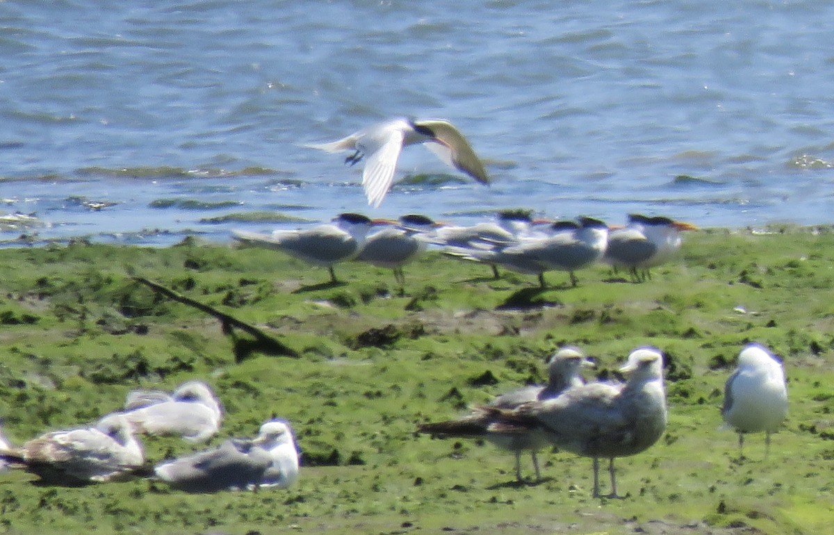 Elegant Tern - ML226037151