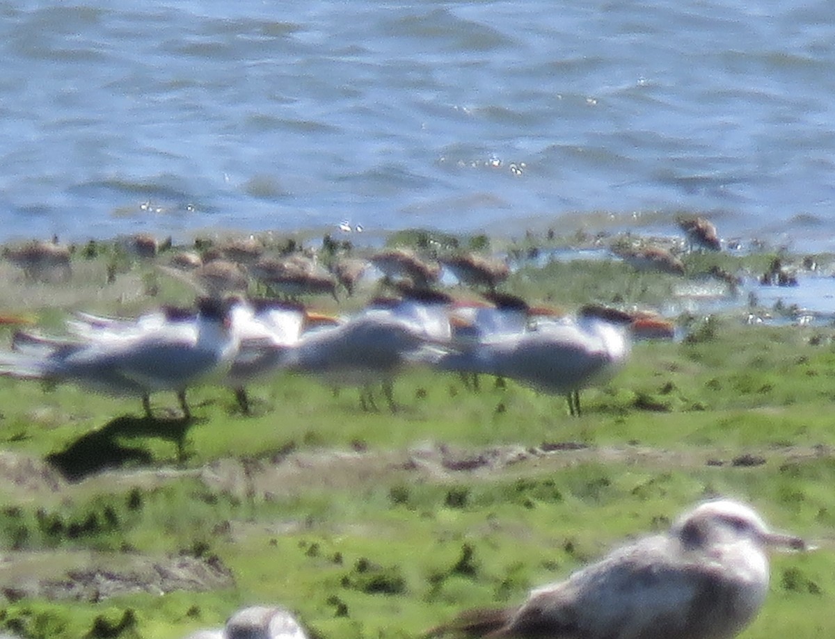 Elegant Tern - ML226037171