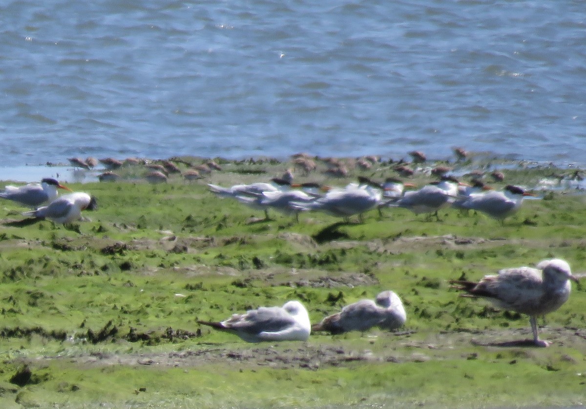 Elegant Tern - ML226037181