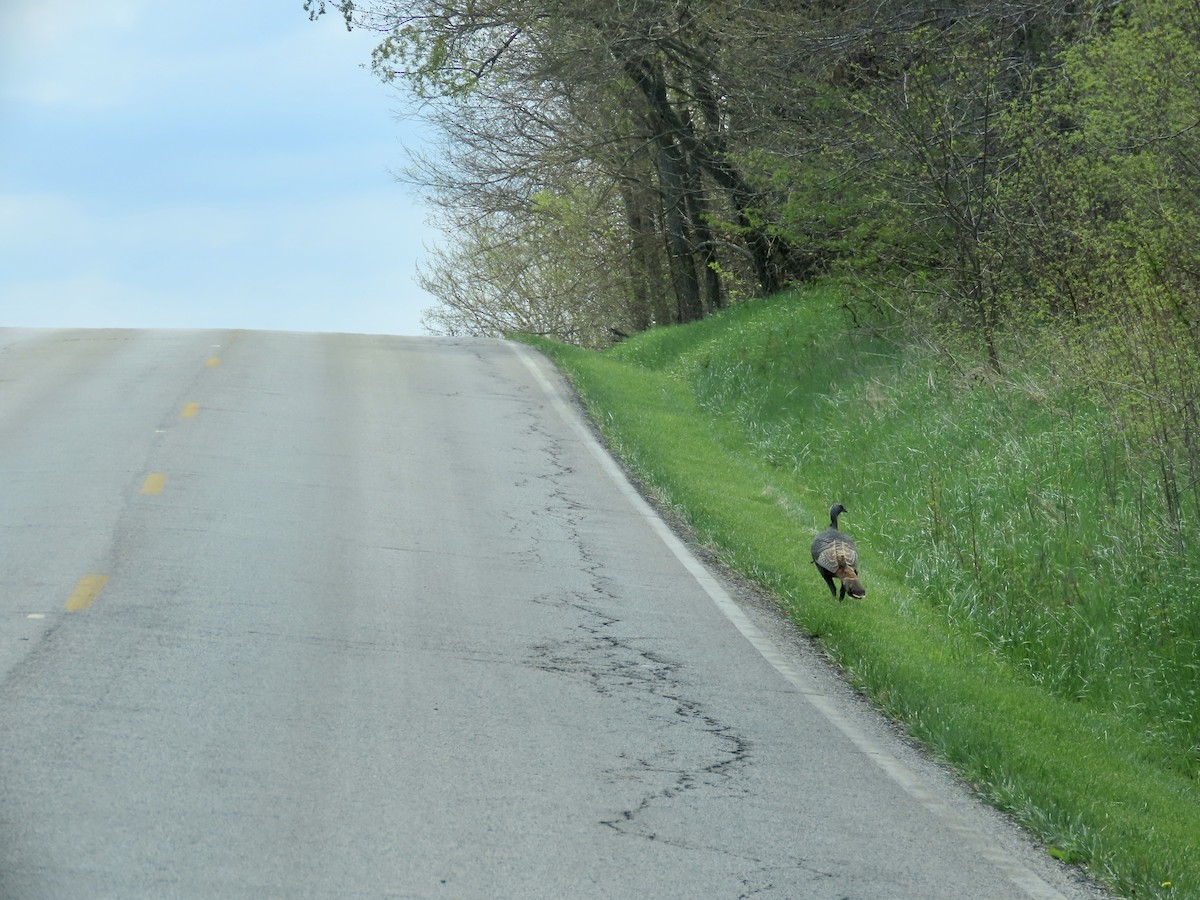 Wild Turkey - Lisa Owens