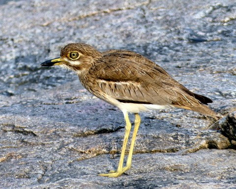 Water Thick-knee - ML226038341