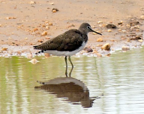 Green Sandpiper - ML226038451