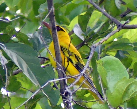 African Golden Oriole - ML226038521